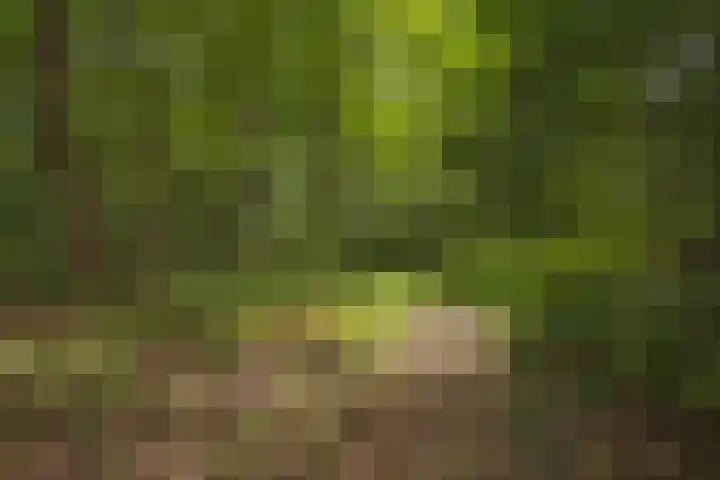 Kagelinkbosweg 12 Diepenheim thumbnail 20