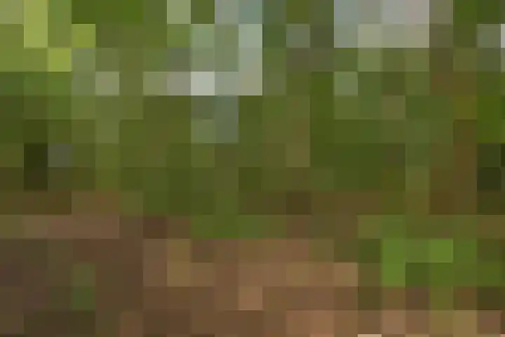 Kagelinkbosweg 12 Diepenheim thumbnail 21