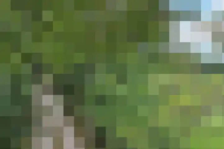 Kagelinkbosweg 12 Diepenheim thumbnail 26