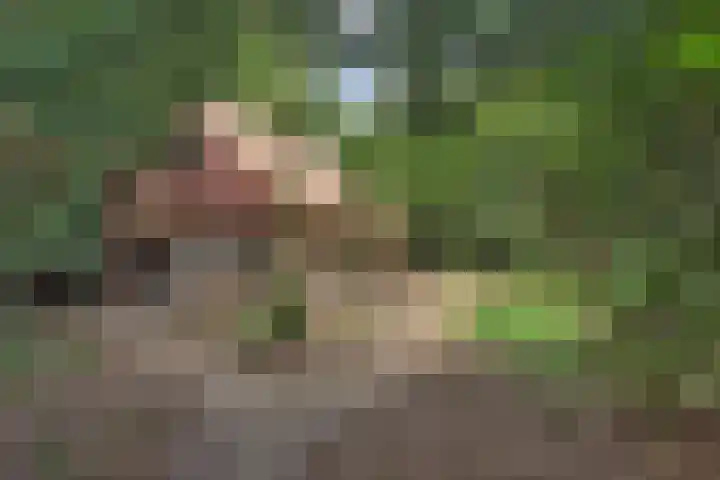 Kagelinkbosweg 12 Diepenheim thumbnail 32