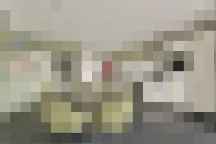 Kagerdreef 182 Sassenheim thumbnail 8