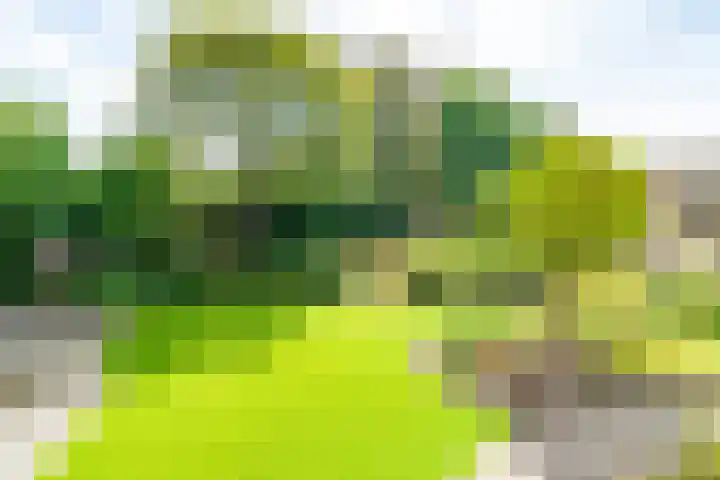 Kalanderstraat 3 Borne thumbnail 40