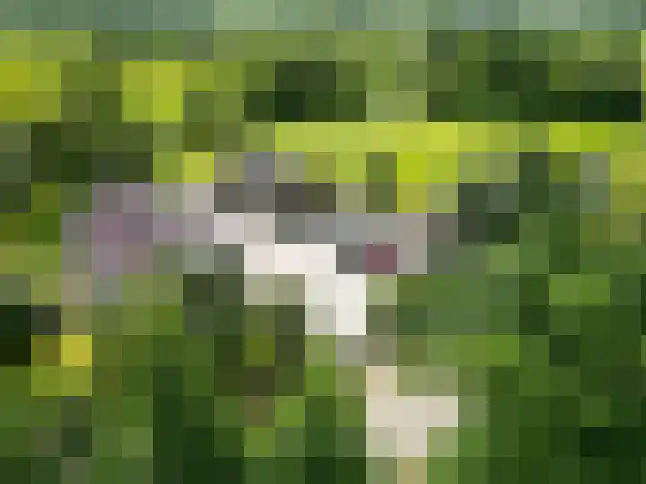 Kaleweg 27 Opende thumbnail 81