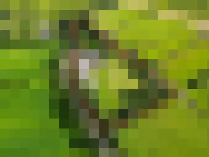 Kaleweg 27 Opende thumbnail 82