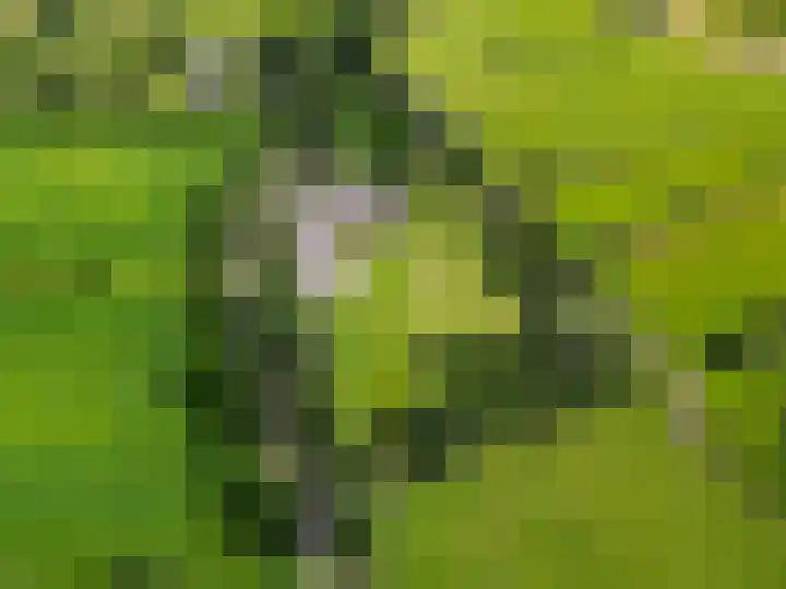 Kaleweg 27 Opende thumbnail 83