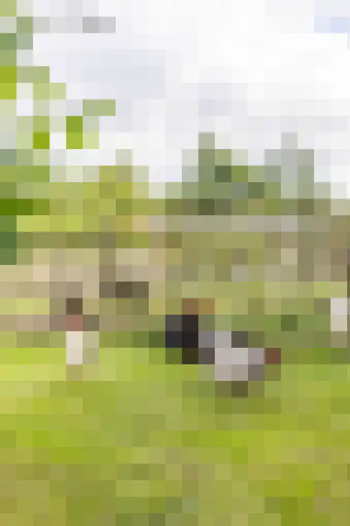 Kaleweg 9 Opende thumbnail 86