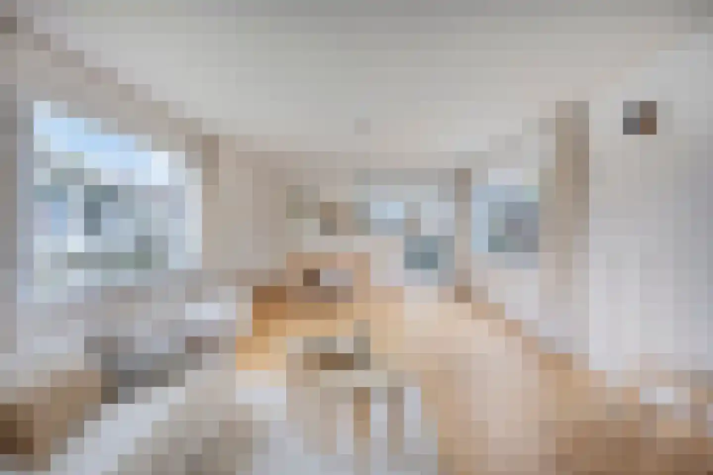 Kalf R 7 ROOD Zaandam thumbnail 6