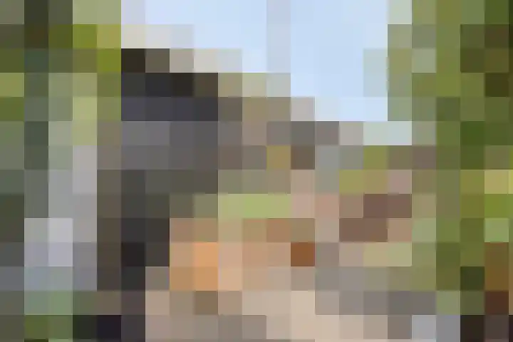 Kalf R 7 ROOD Zaandam thumbnail 9