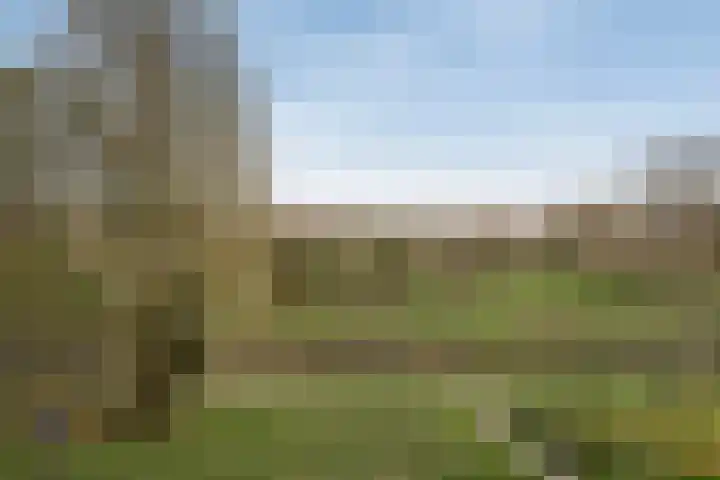 Kalixfors 49 Schiedam thumbnail 22