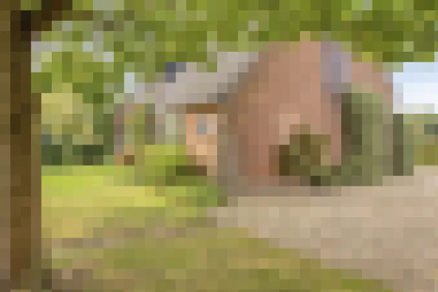 Kalkestraat 49 Dodewaard thumbnail 6