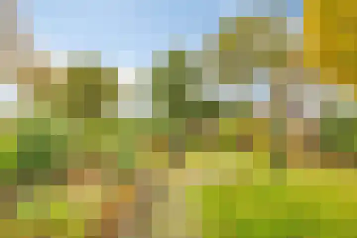 Kalkestraat 50 Dodewaard thumbnail 56