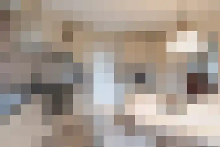 Kalkwark 1 Emmer-Compascuum thumbnail 17