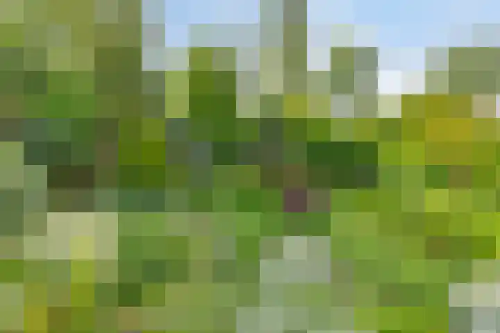 Kalkwijk 5 Hoogezand thumbnail 40