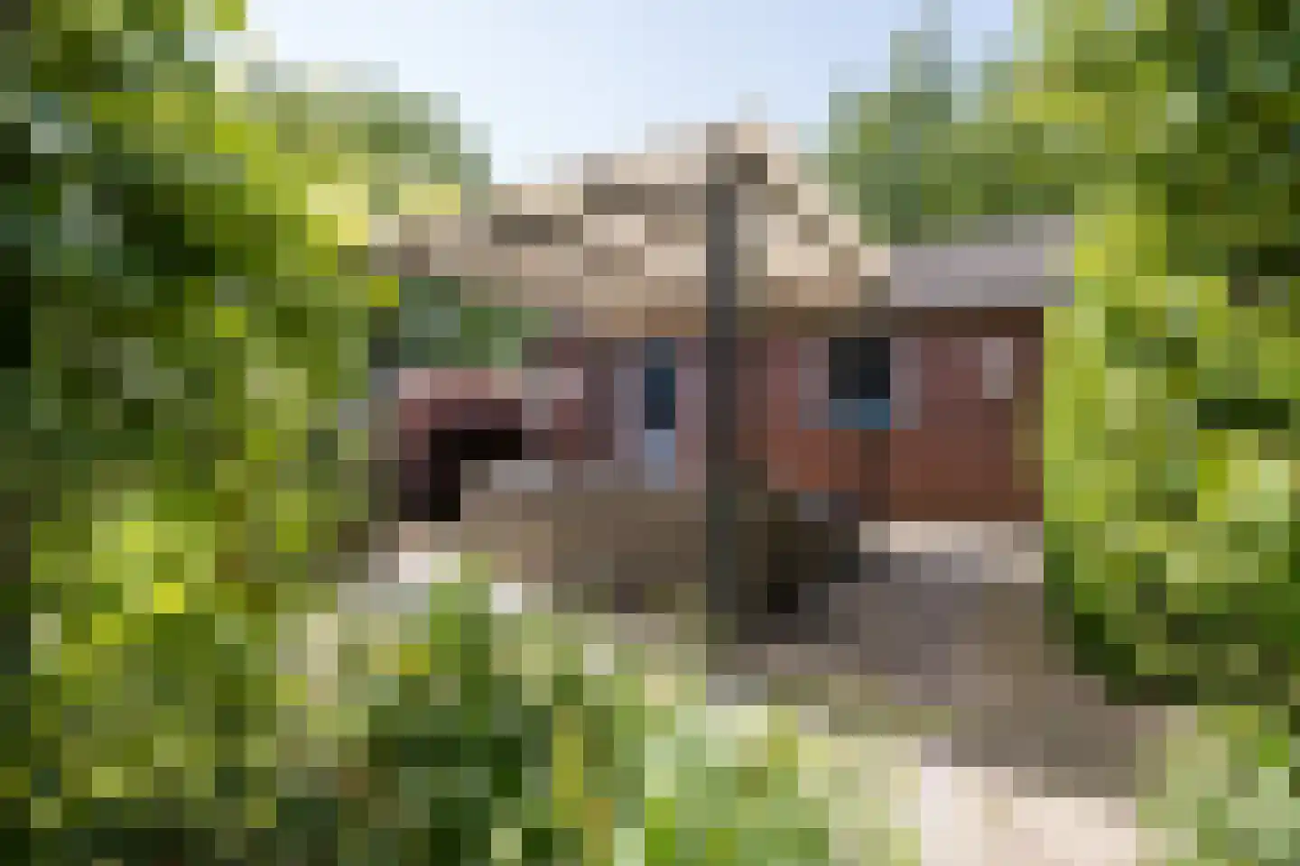 Kallestraat 4 Hunsel thumbnail 76