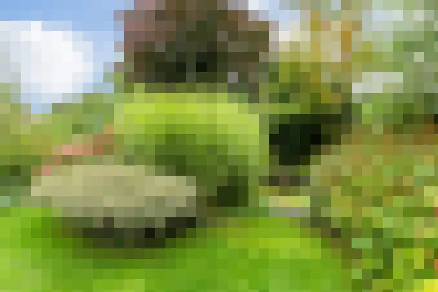Kalmoes 12 Reeuwijk thumbnail 31