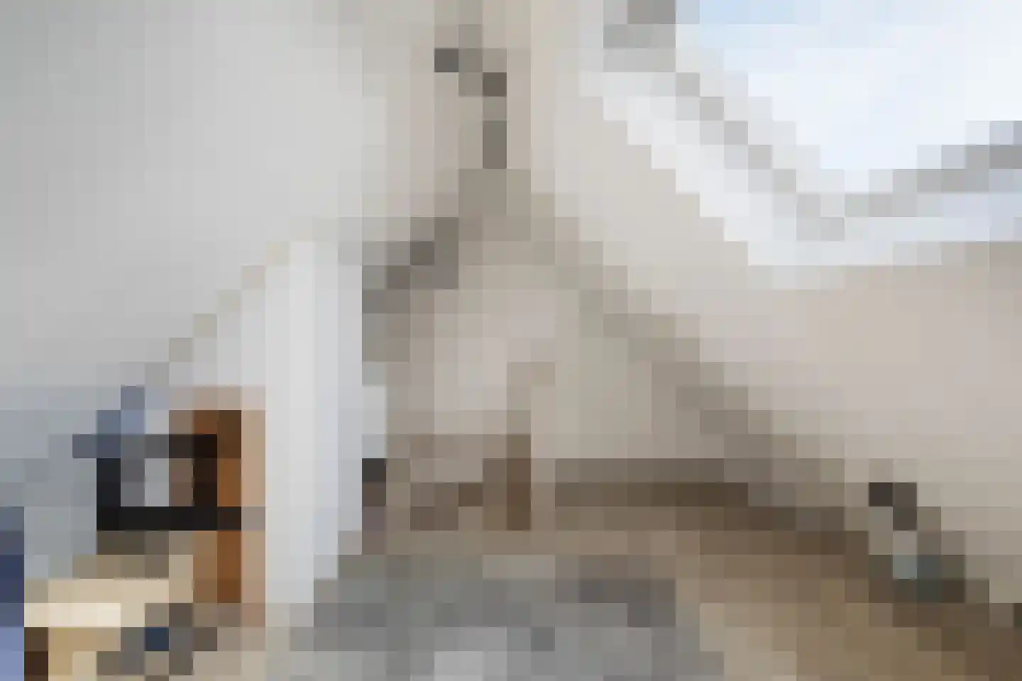 Kalmoes 13 Cuijk thumbnail 35
