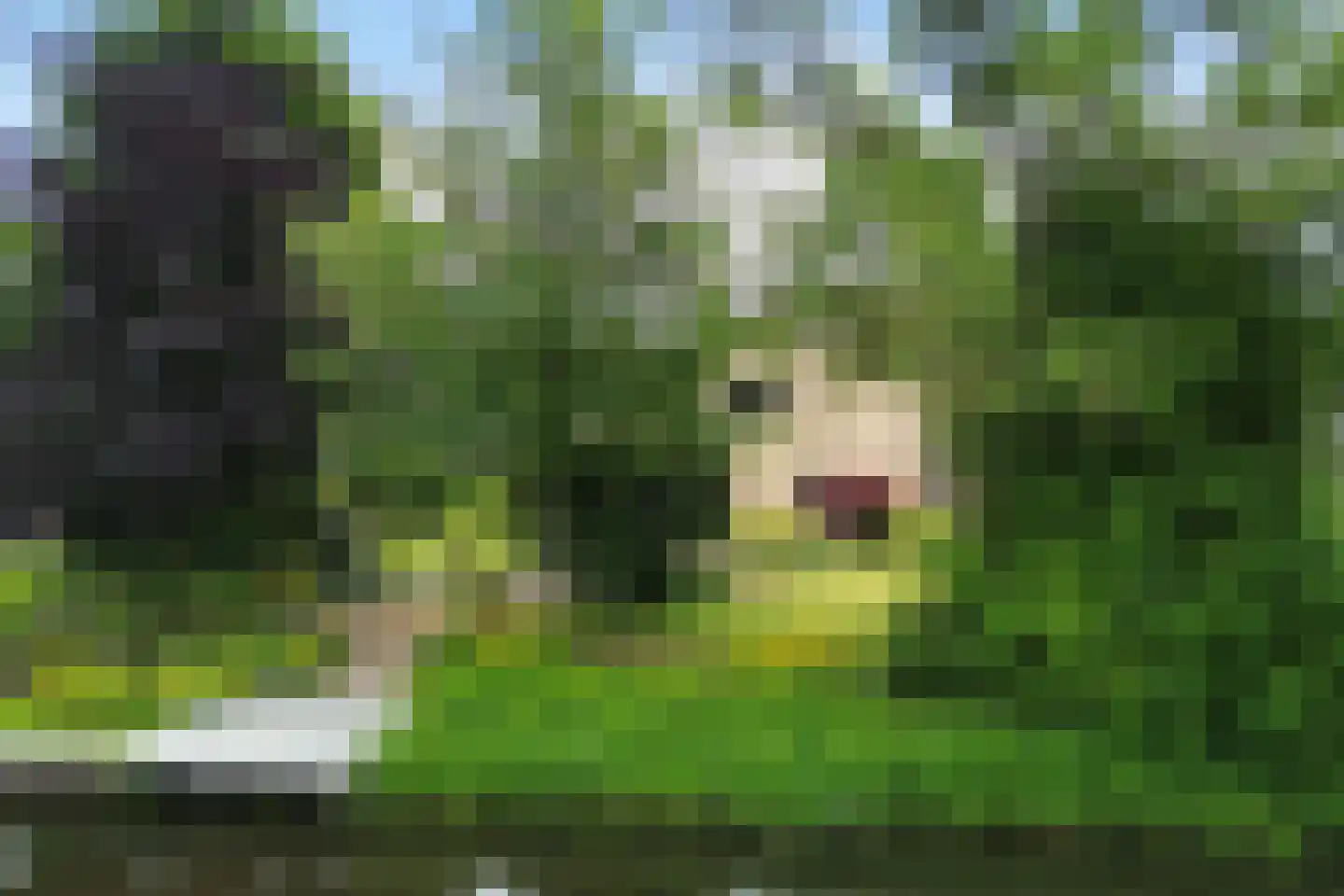 Kalmoes 13 Drachten thumbnail 71