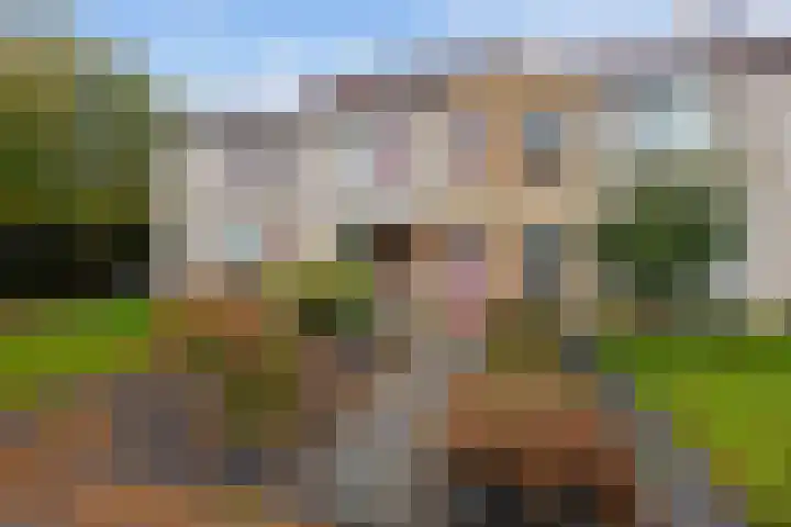 Kalmoes 20 Zuidhorn thumbnail 5