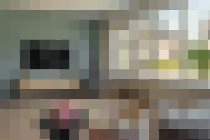 Kalmoes 24 Drachten thumbnail 18