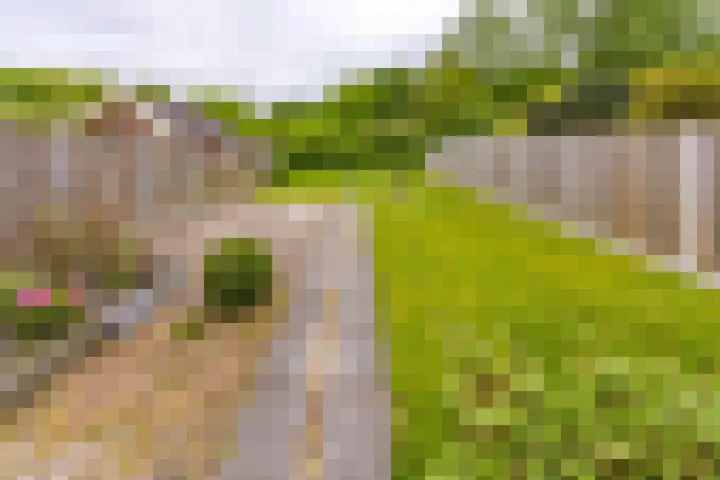 Kalmoes 35 Nieuw-Buinen thumbnail 30