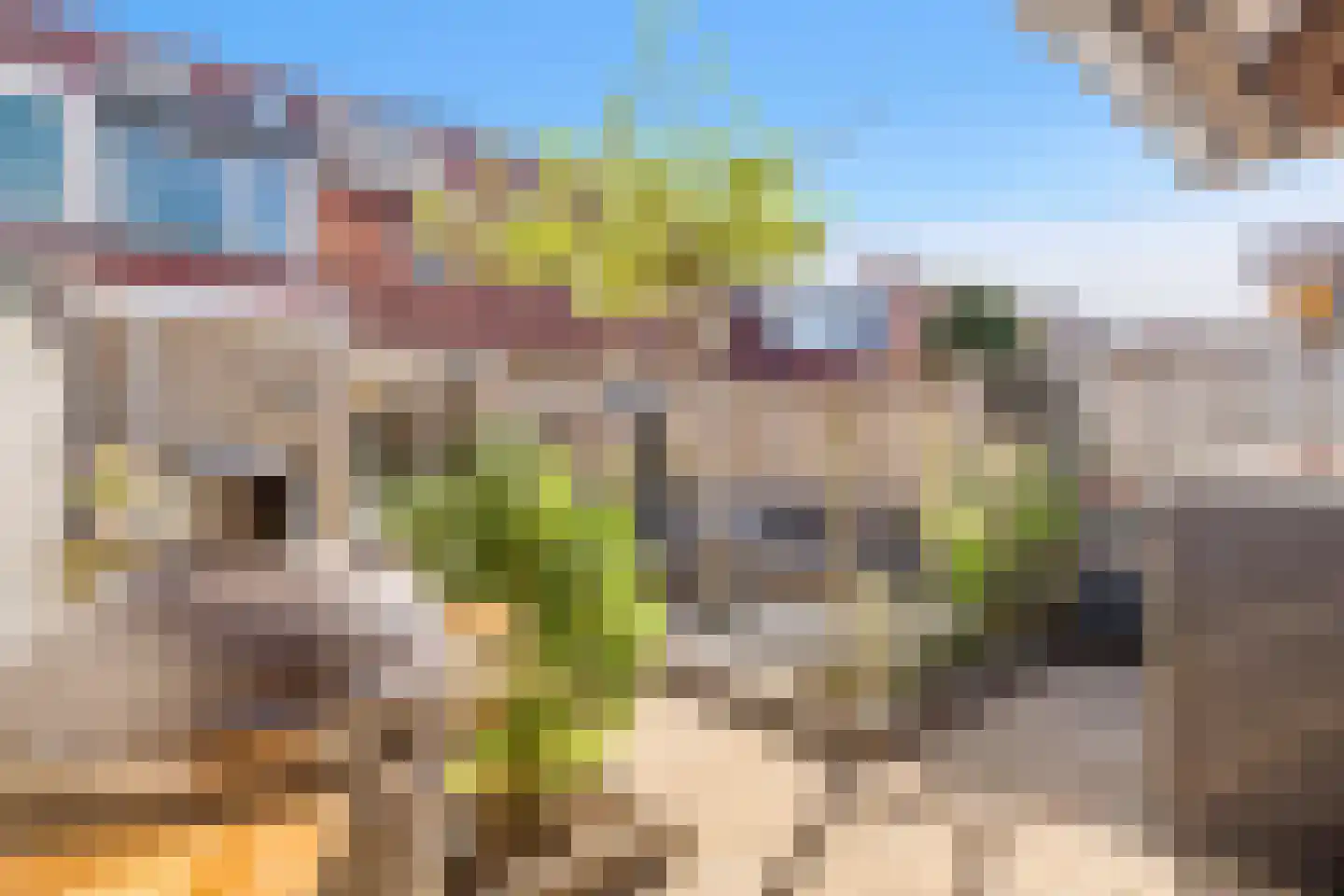 Kalmoes 4 Hardenberg thumbnail 4