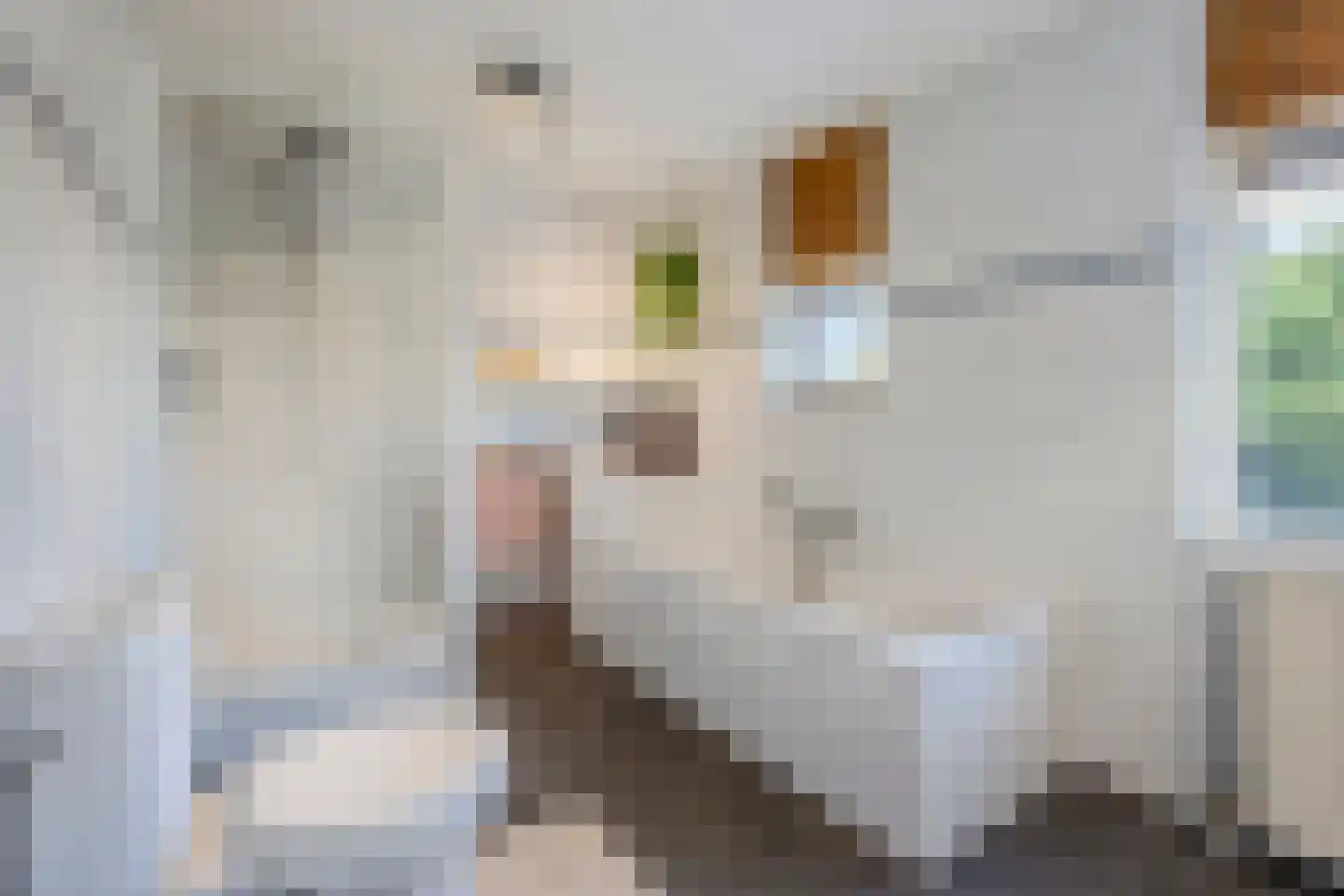 Kalmoes 40 Cuijk thumbnail 23