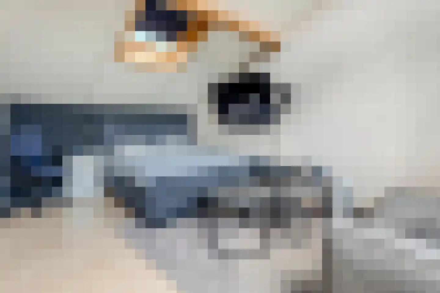 Kalmoes 40 Cuijk thumbnail 28