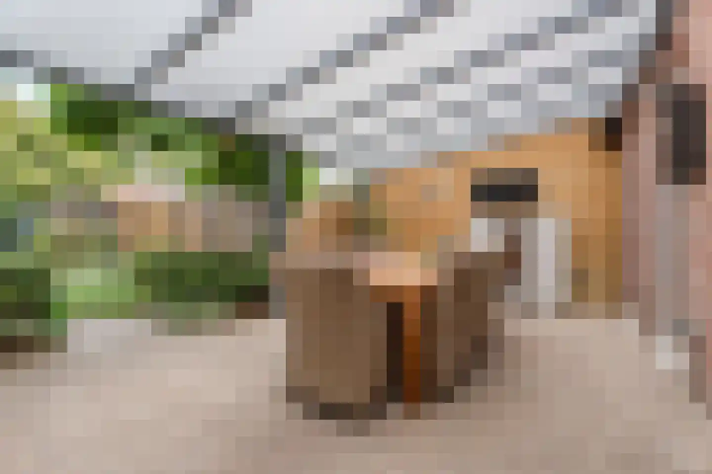 Kalmoes 40 Cuijk thumbnail 33