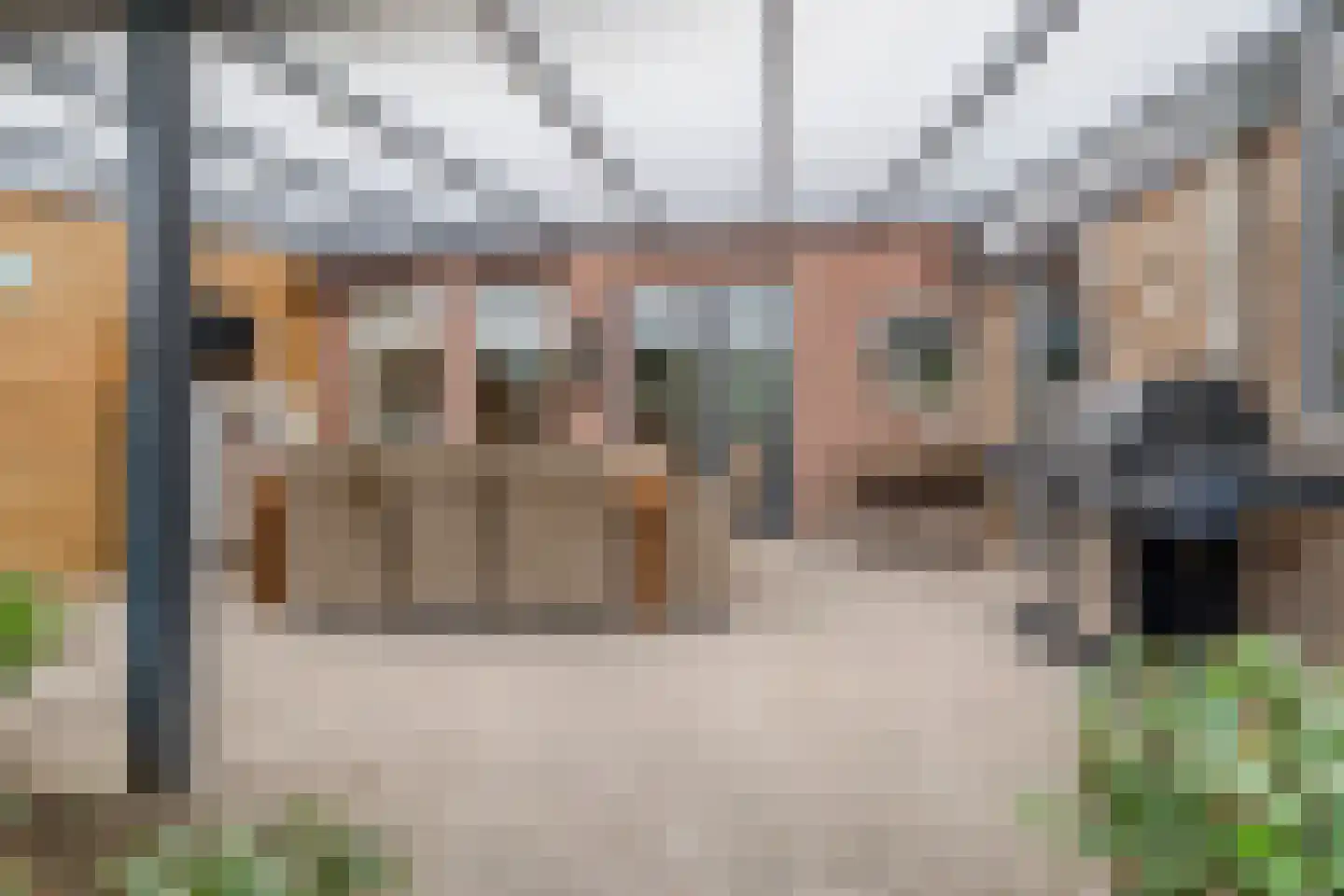 Kalmoes 40 Cuijk thumbnail 4