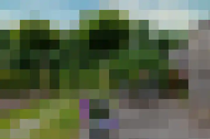 Kalmoes 53 Beilen thumbnail 34