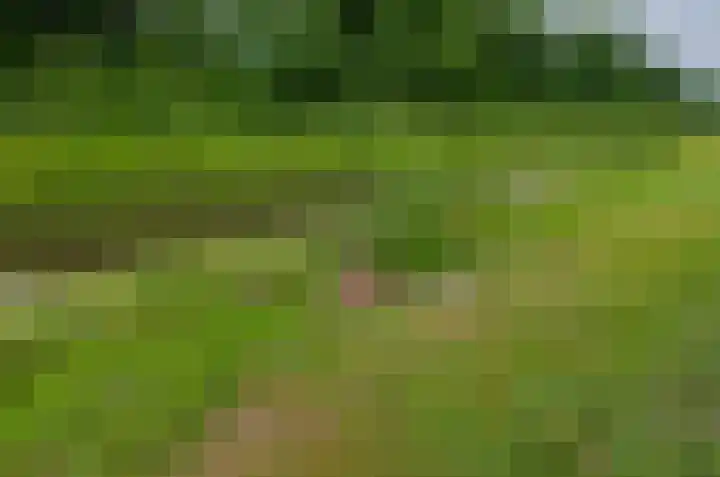 Kalmoes 53 Beilen thumbnail 41
