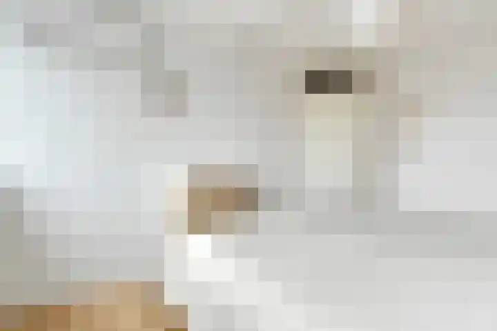 Kalmoes 6 Nijverdal thumbnail 13