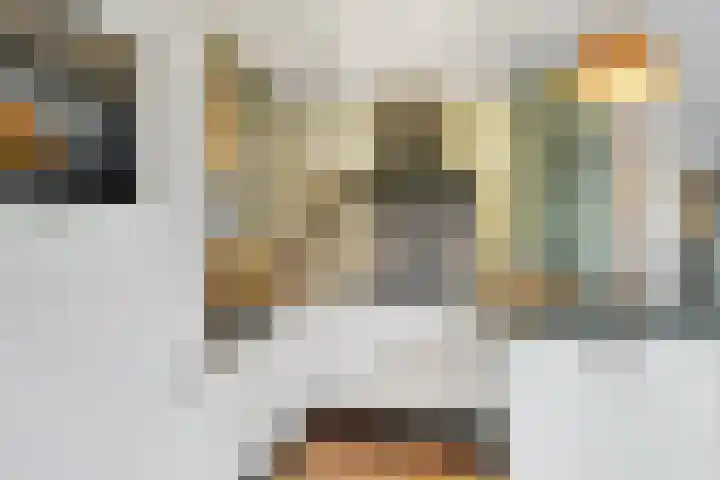 Kalmoes 6 Nijverdal thumbnail 9