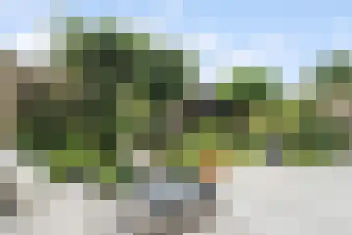 Kalmoes 7 Teteringen thumbnail 50