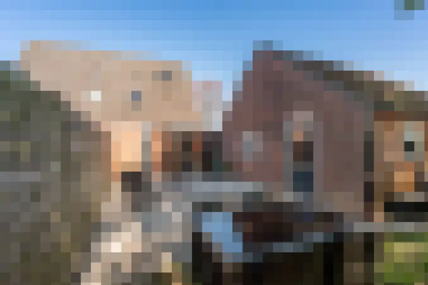 Kalmoes 8 Nieuw-Buinen thumbnail 36