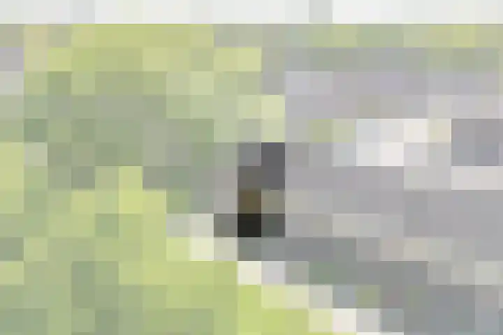 Kalmoessingel 32 Kampen thumbnail 8