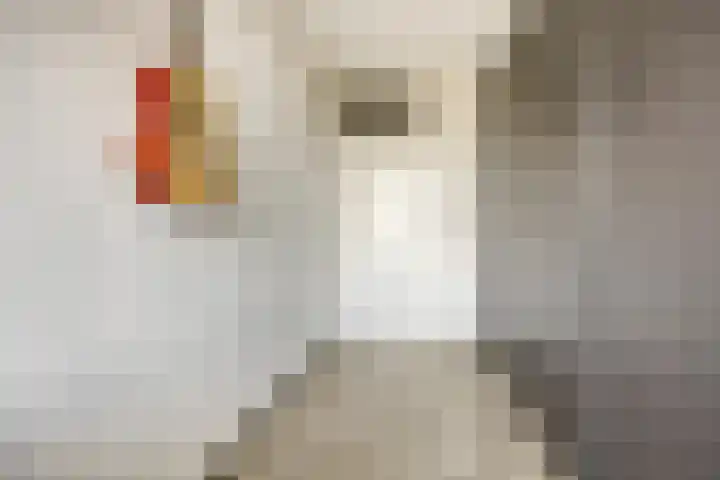 Kalmoesstraat 49 Apeldoorn thumbnail 32