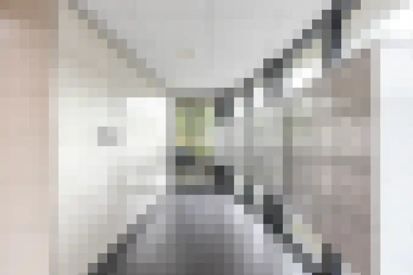 Kalmoesstraat 95 Apeldoorn thumbnail 30