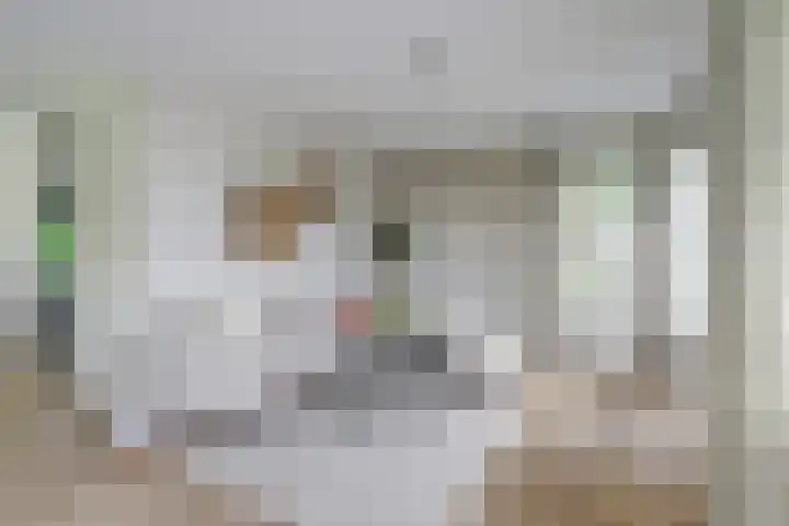 Kalootstraat 24 Borssele thumbnail 8