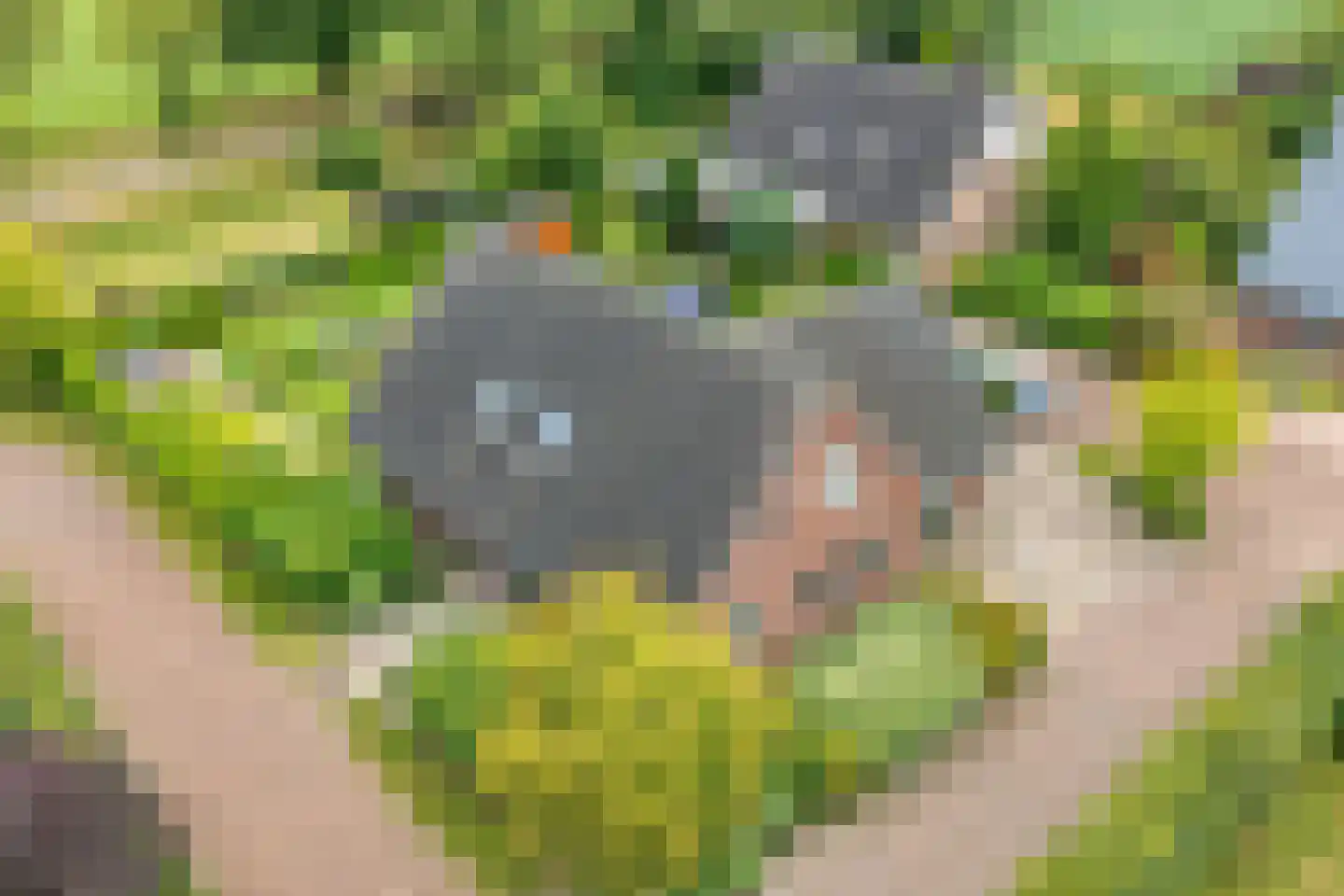 Kalterbroeken 60 Diever thumbnail 8