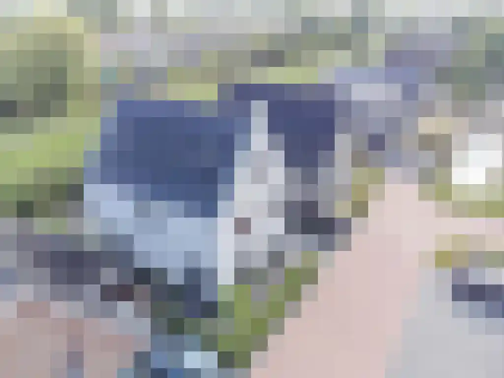 Kalverdans 32 Boskoop thumbnail 4