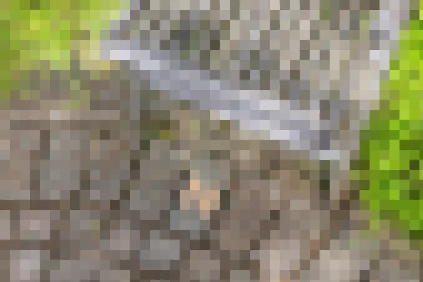 Kalverlaan 12 Rekken thumbnail 69