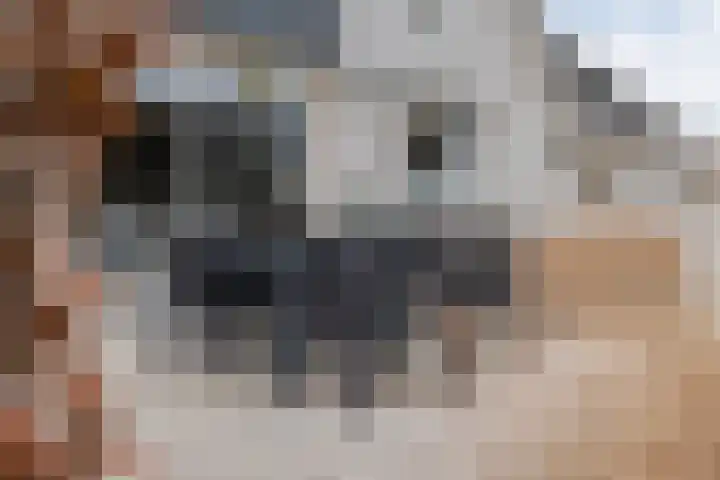 Kalvermaat 8 Ruinen thumbnail 55