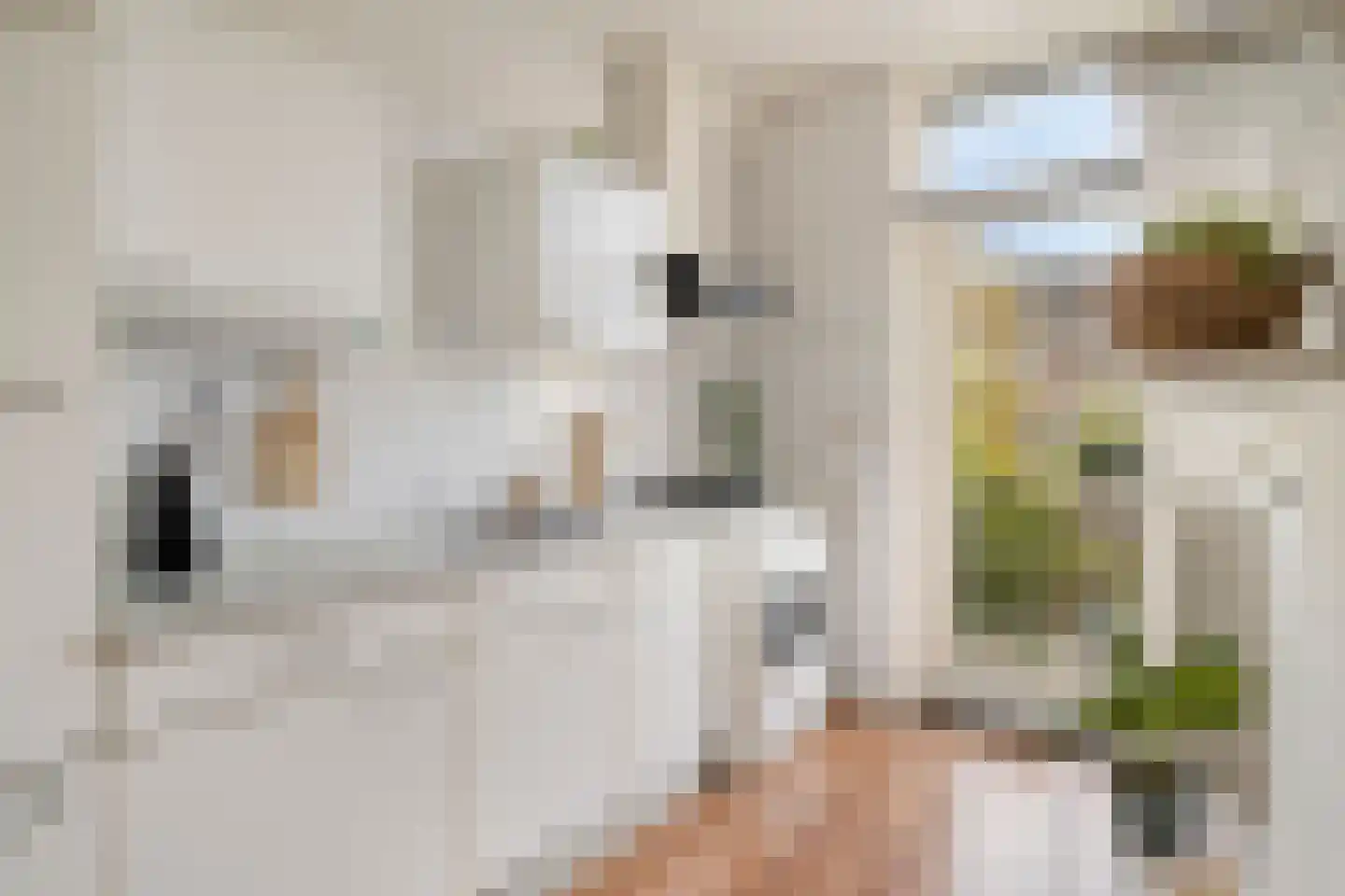 Kalverstraat 56 's-Hertogenbosch thumbnail 5