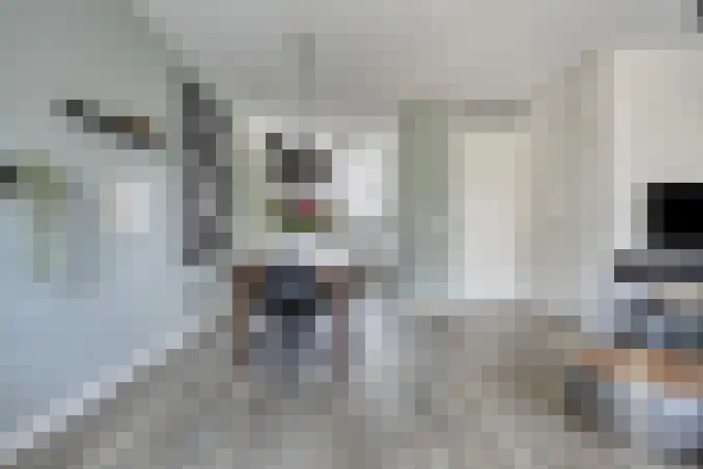 Kameel 24 Kampen thumbnail 6