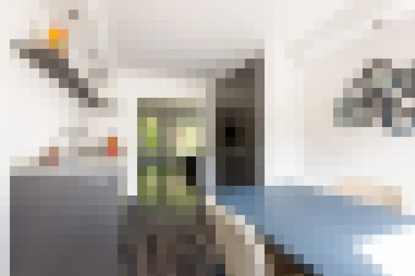 Kameelvlinder 5 Amersfoort thumbnail 13