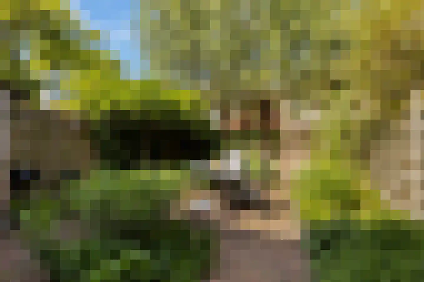Kameelvlinder 5 Amersfoort thumbnail 27