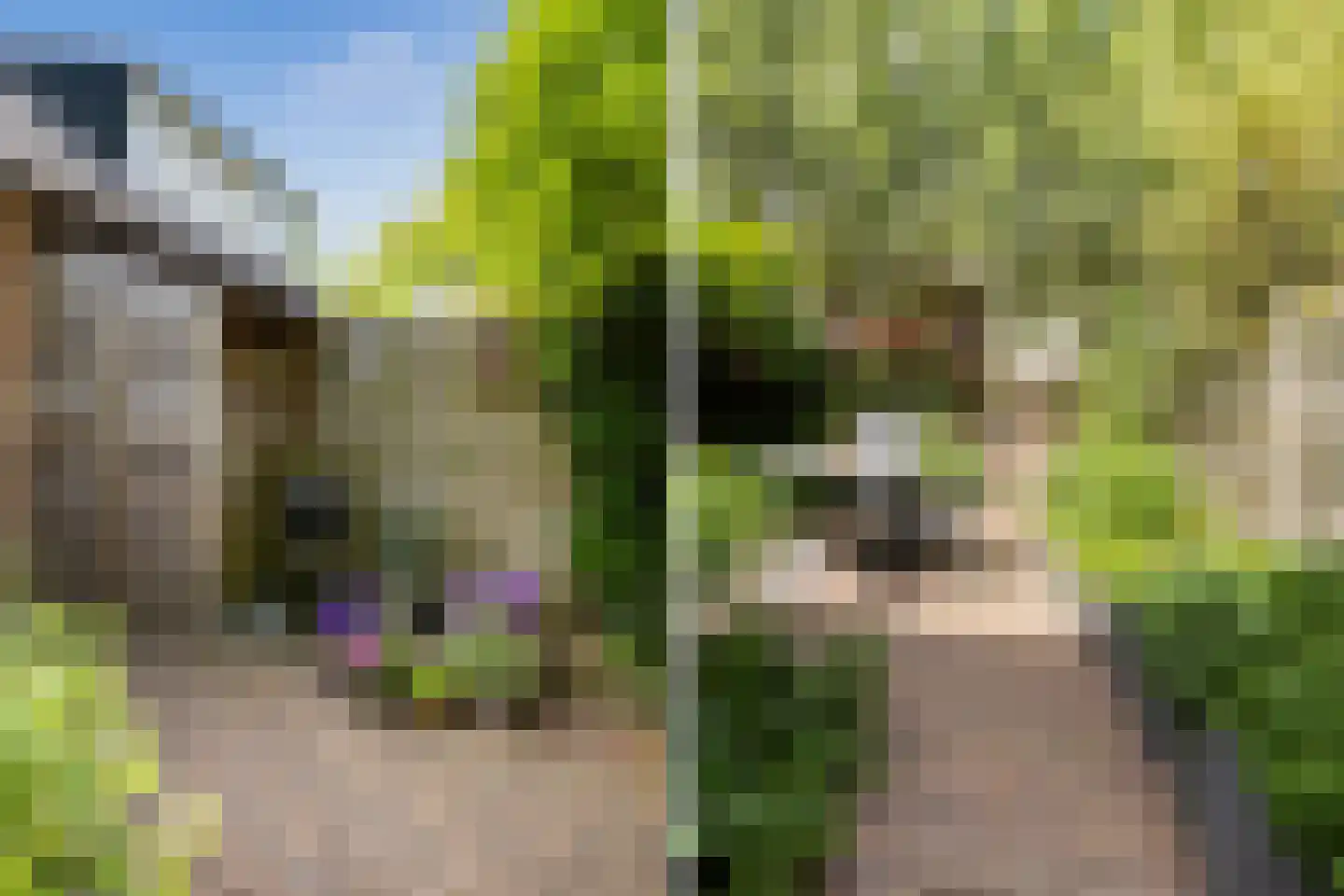 Kameelvlinder 5 Amersfoort thumbnail 30