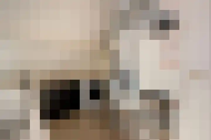 Kamelenspoor 348 Maarssen thumbnail 33