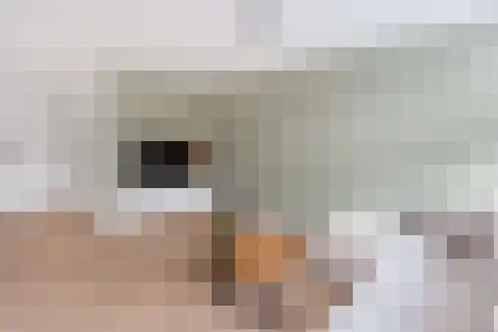 Kamelenspoor 63 Maarssen thumbnail 15